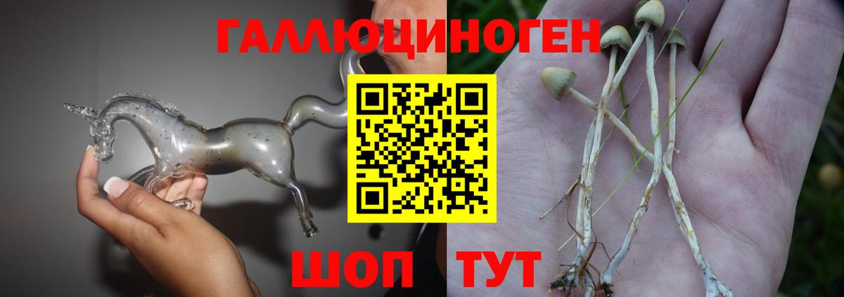 Псилоцибиновые грибы Cubensis Донской